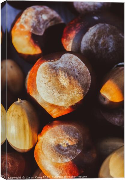 Bunch of chestnuts  Canvas Print by Ciaran Craig