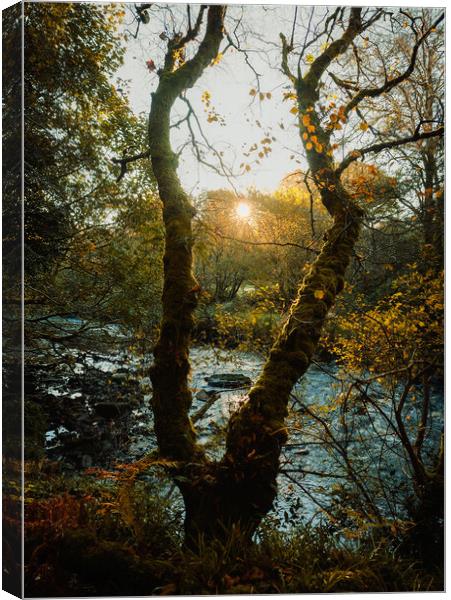 Autumn Sunrise  Canvas Print by Ciaran Craig