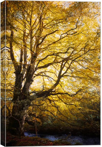 The Tree  Canvas Print by Ciaran Craig