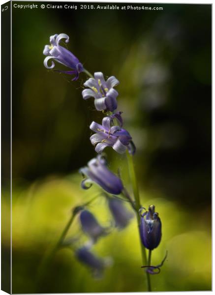 Bluebells in the morning  Canvas Print by Ciaran Craig