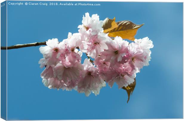 Cheery Blossom close Up  Canvas Print by Ciaran Craig