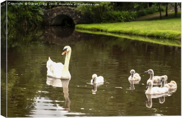 Swans in the Park  Canvas Print by Ciaran Craig