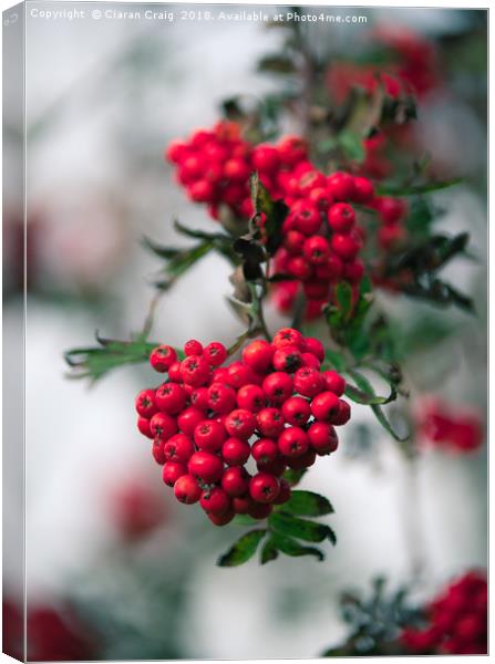 Red Berries  Canvas Print by Ciaran Craig