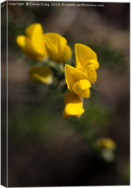 Yellow Flower  Canvas Print by Ciaran Craig