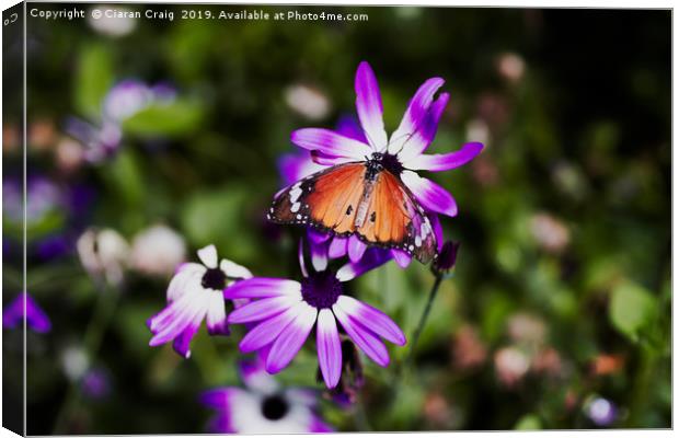 Flowers and Butterflies  Canvas Print by Ciaran Craig