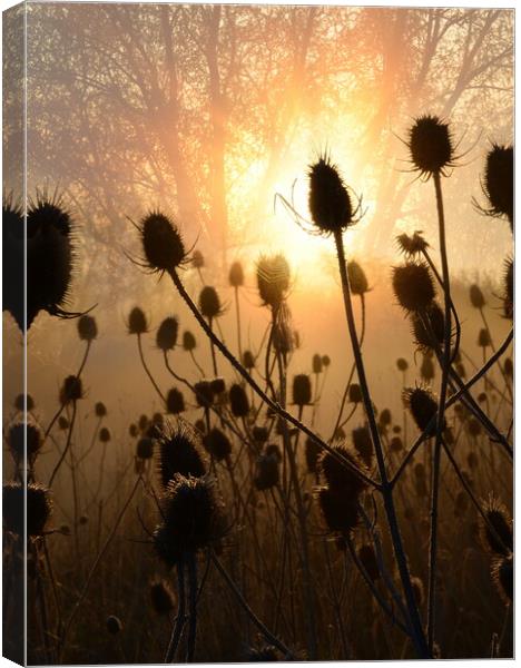 Backlit Teasels Canvas Print by David Neighbour