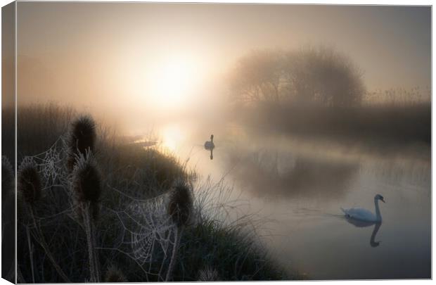 Magical Morning on the Dorset Stour Canvas Print by David Neighbour