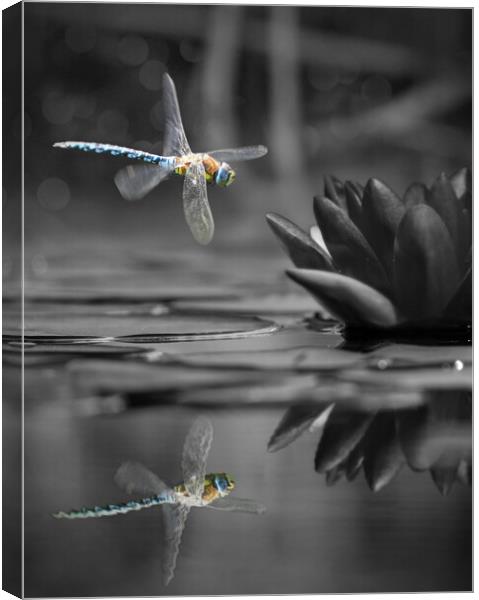 Dragonfly Reflections Canvas Print by David Neighbour