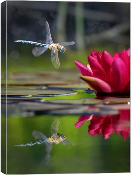 Dragonfly Reflections, Full Colour Canvas Print by David Neighbour