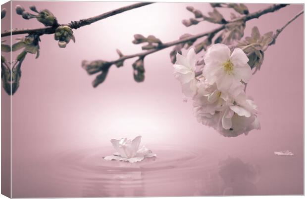 Soft Pink Blossom Canvas Print by David Neighbour