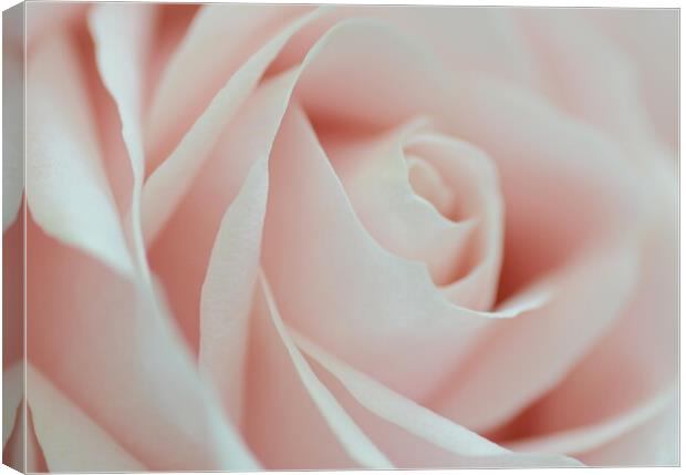 Soft Pink Rose Canvas Print by David Neighbour