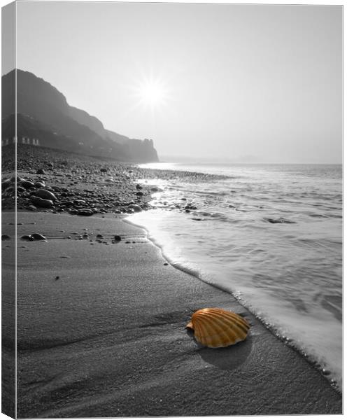 Branscombe Scallop Shell Popped Canvas Print by David Neighbour