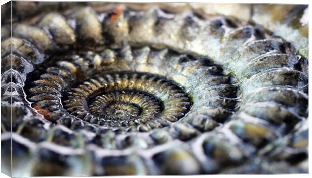 Pyritised ammonite Canvas Print by David Neighbour