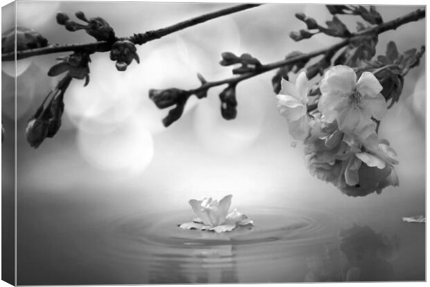 Blossom Black and White Canvas Print by David Neighbour