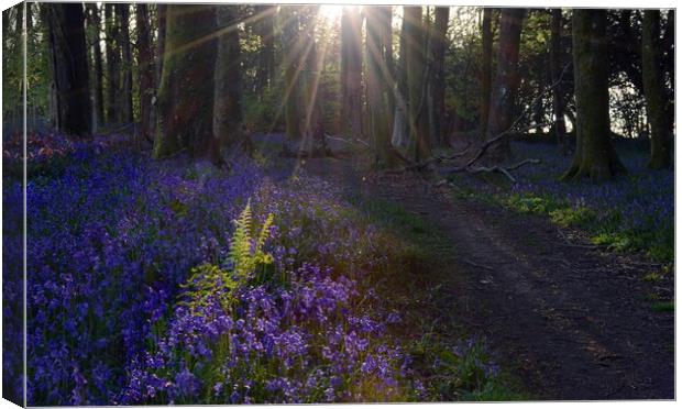 Fern Among the Bluebells Canvas Print by David Neighbour
