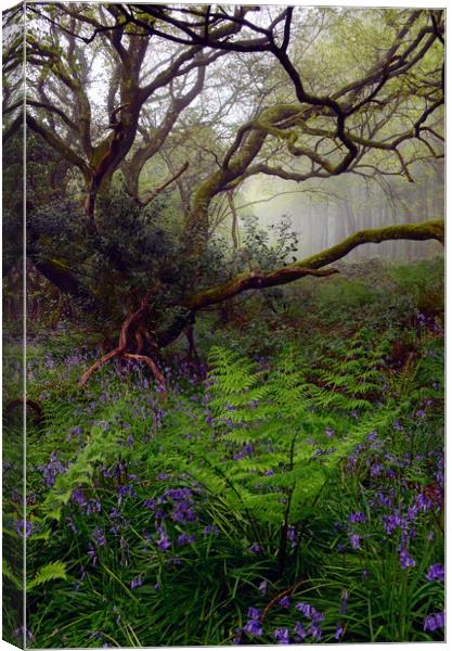 Dorset Woodland in Spring - Portrait Canvas Print by David Neighbour