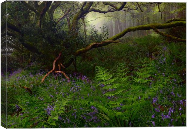 Springtime in the Woods Canvas Print by David Neighbour