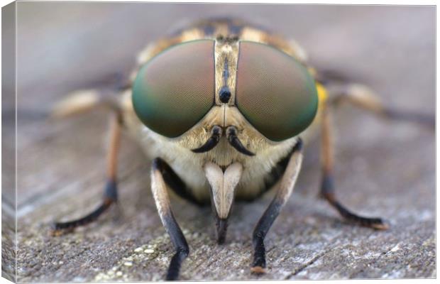 Horsefly macro Canvas Print by David Neighbour