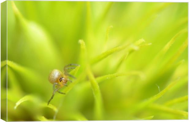 Baby spider in sweet William Canvas Print by David Neighbour