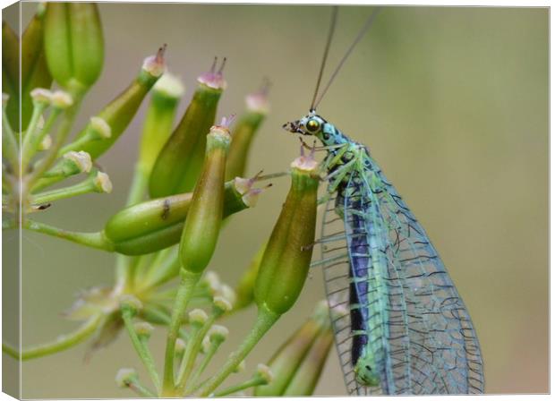 Lacewing on seedheads Canvas Print by David Neighbour