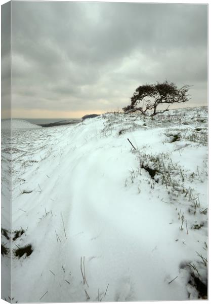 Quarry Hill Snowscape Canvas Print by David Neighbour