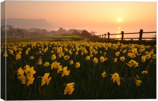 Sidmouth Sunrise Canvas Print by David Neighbour