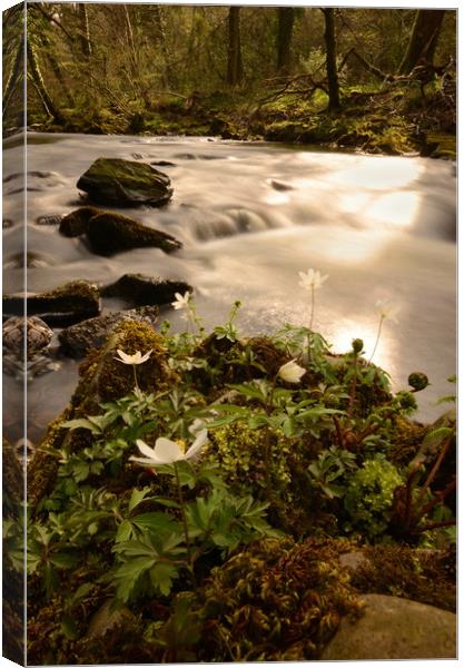 Spring in a Dartmoor Wood Canvas Print by David Neighbour