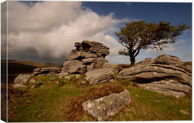 The Tree and the Tor Canvas Print by David Neighbour