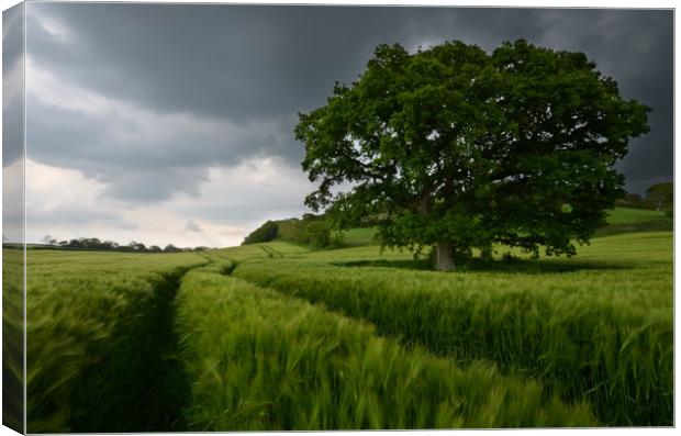 Barley and the lone tree Canvas Print by David Neighbour