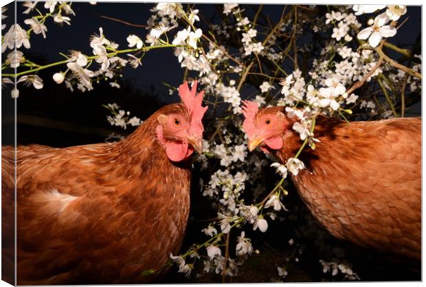 Spring Chickens Canvas Print by David Neighbour