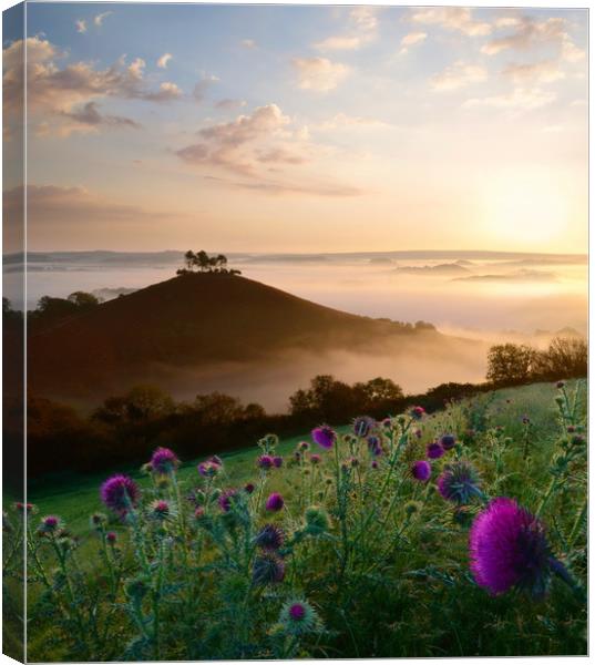 Thistles at Colmer's Hill Canvas Print by David Neighbour