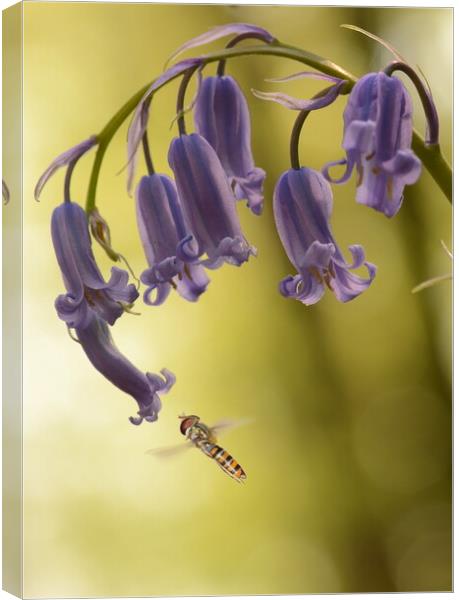 Hoverfly on Bluebell Canvas Print by David Neighbour