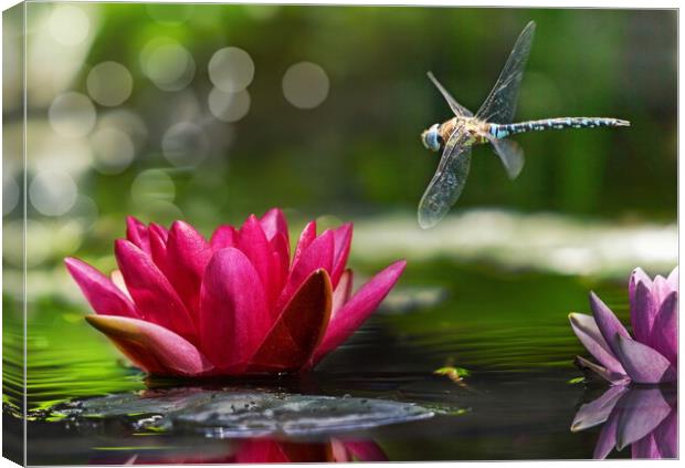 Dragonfly in Flight Canvas Print by David Neighbour