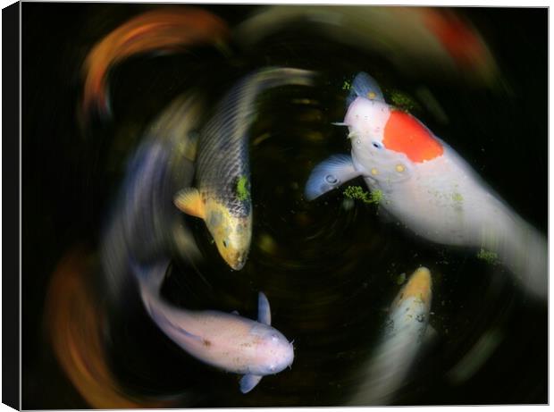 Koi Pond Canvas Print by David Neighbour