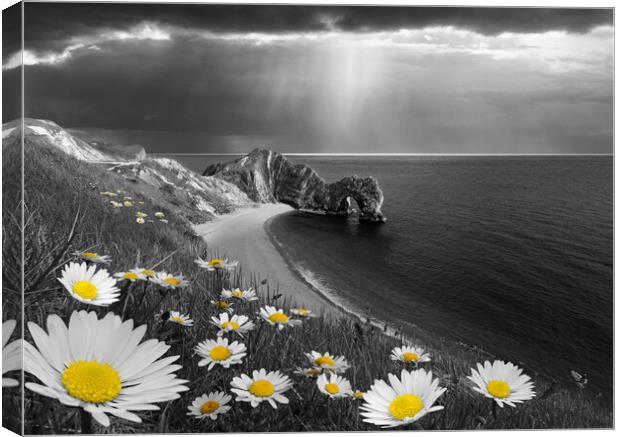 Daisies at Durdle Door, Selectively Coloured Canvas Print by David Neighbour