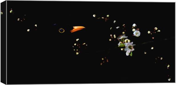 Blackbird and Blossom Canvas Print by David Neighbour