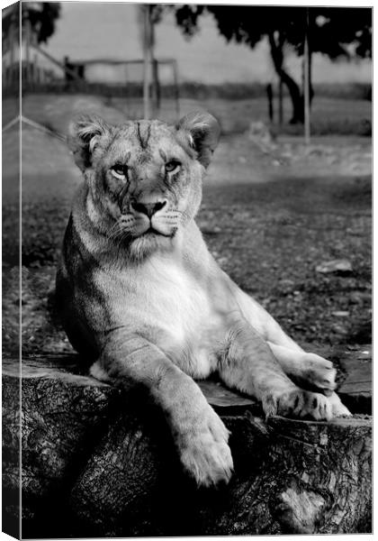 Black and white Lion Canvas Print by Katie Wilde