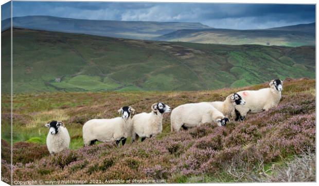 Swaledale ewes on heather moorland Canvas Print by wayne hutchinson
