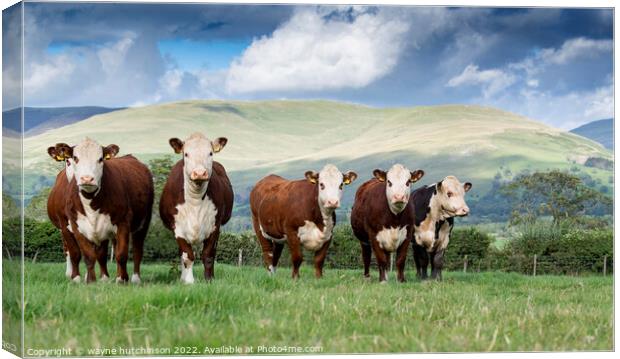 Hereford cattle Canvas Print by wayne hutchinson