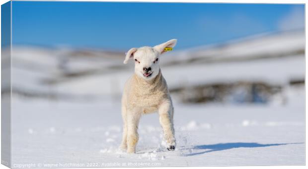 Texel lamb enjoying the snow. Canvas Print by wayne hutchinson
