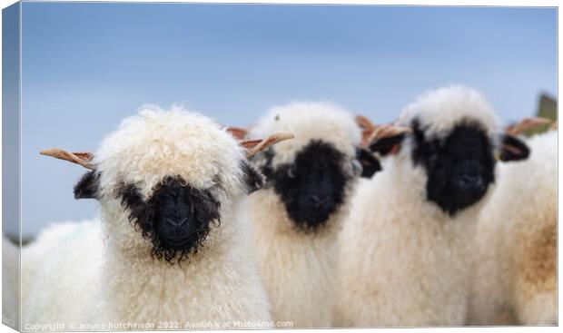 A group of sheep standing on top of a field Canvas Print by wayne hutchinson