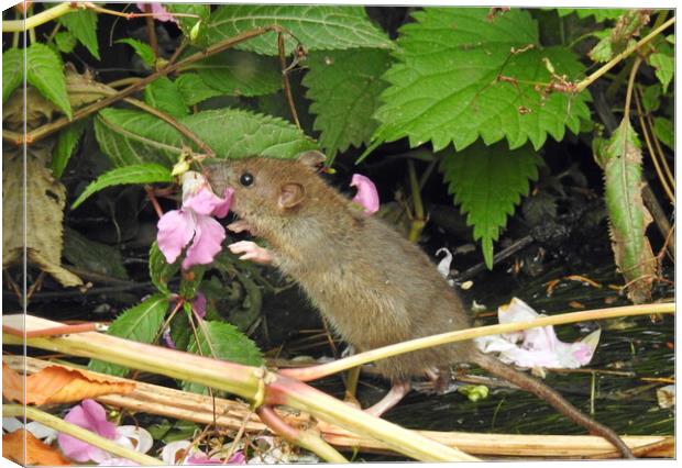 Enjoying the Blossom Canvas Print by Pauline Raine