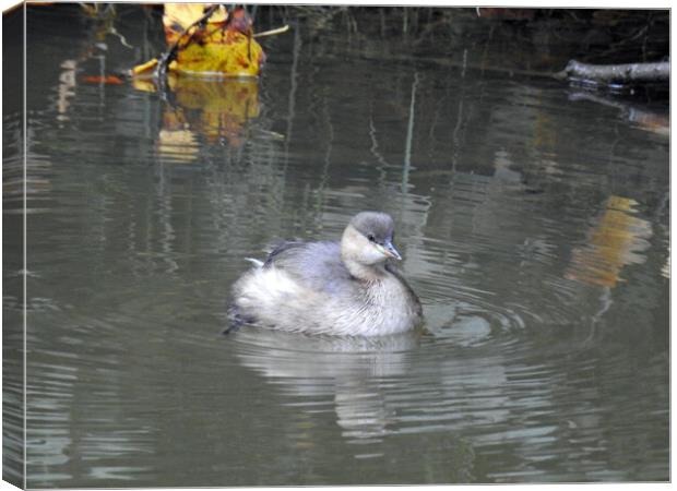 Little Grebe Canvas Print by Pauline Raine