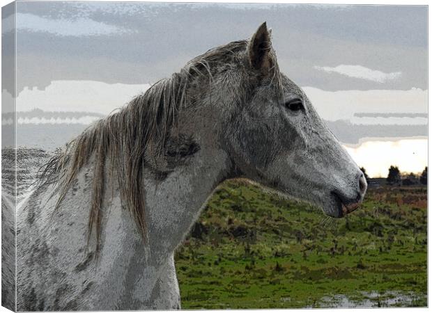 White Horse Canvas Print by Pauline Raine