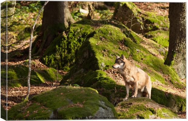 Eurasian Grey Wolf  Canvas Print by Lisa Louise Greenhorn