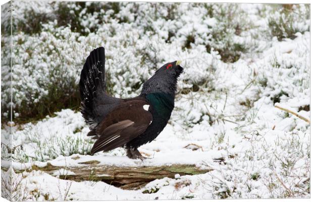 Western Capercaillie (Tetrao urogallus) lekking in Canvas Print by Lisa Louise Greenhorn
