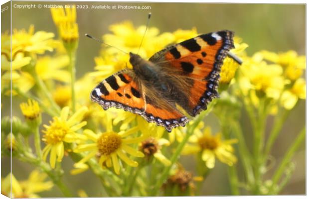Butterfly on Yellow flowers Canvas Print by Matthew Balls