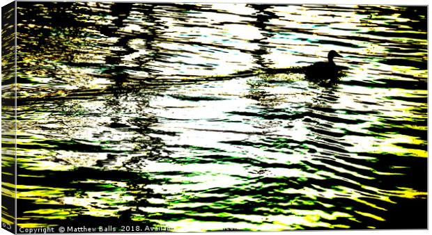      Duck on a Gold Lake                       Canvas Print by Matthew Balls