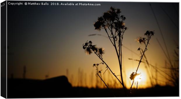                    A Lovely Silhouette             Canvas Print by Matthew Balls