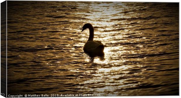        Lovely Silhouette of a Swan                 Canvas Print by Matthew Balls